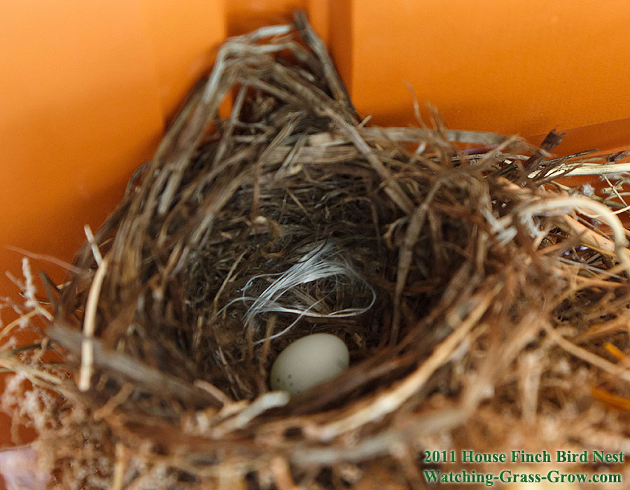 baby house finches egg 1