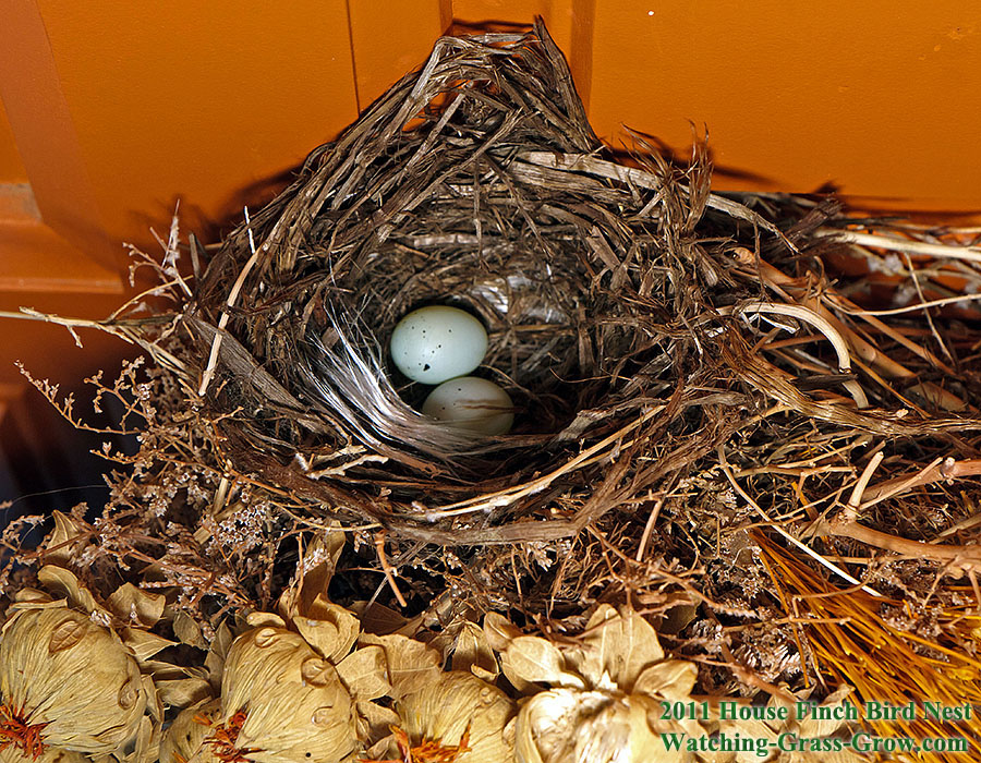 baby house finches egg 2