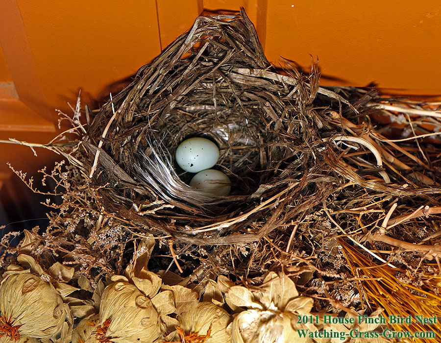 baby house finches egg 2