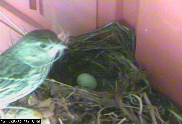 baby house finches egg 2 webcam