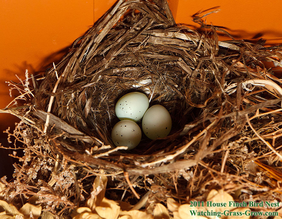 baby house finches egg 3