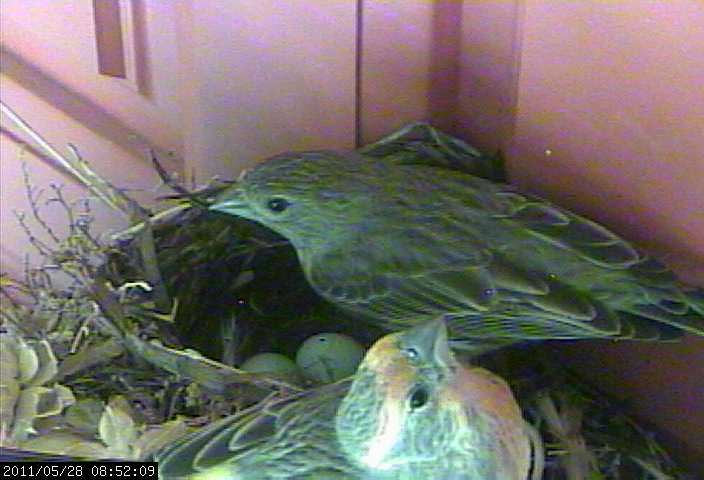 baby house finches egg 2 webcam