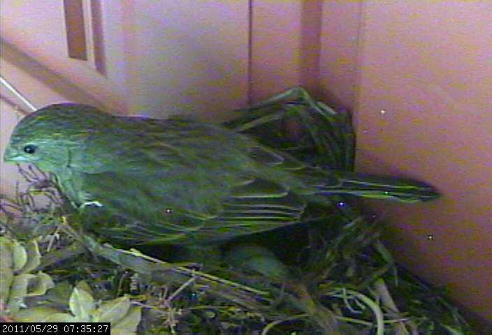 baby house finches egg 4 webcam