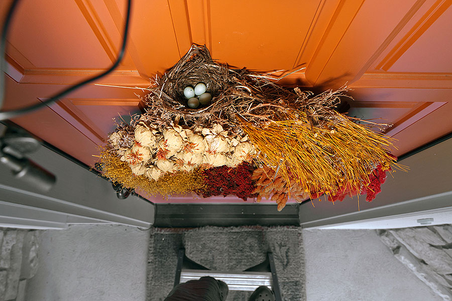 baby house finches front door overhead