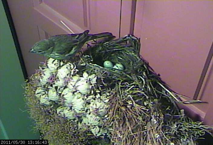 baby house finches front door overhead webcam