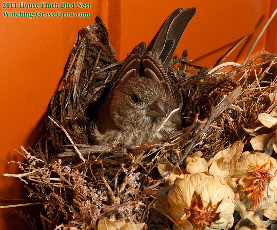 momma finch nest 31a