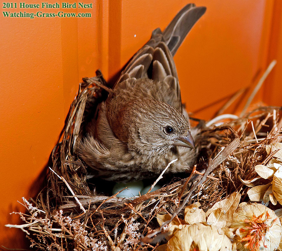 momma finch nest eggs 31c