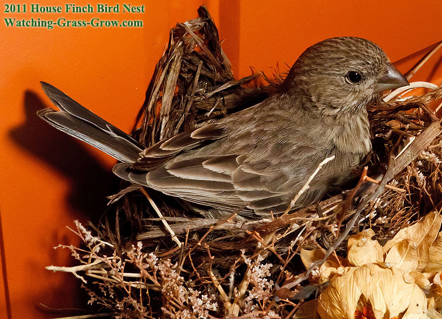 house finch mom 31 fly away