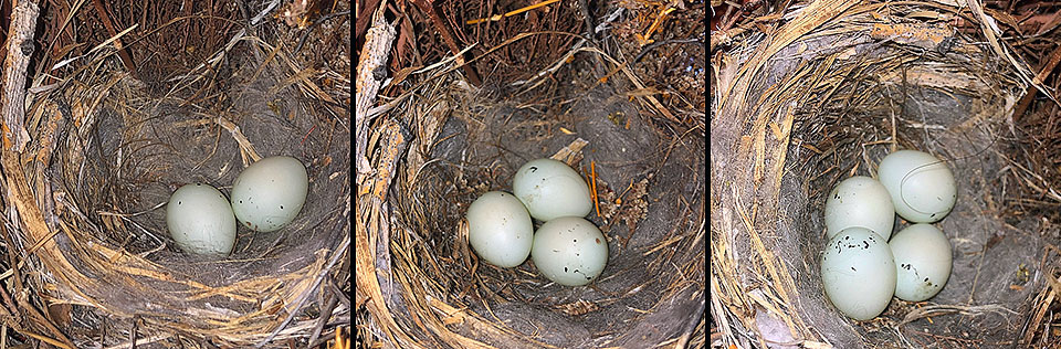 house finch multiple eggs