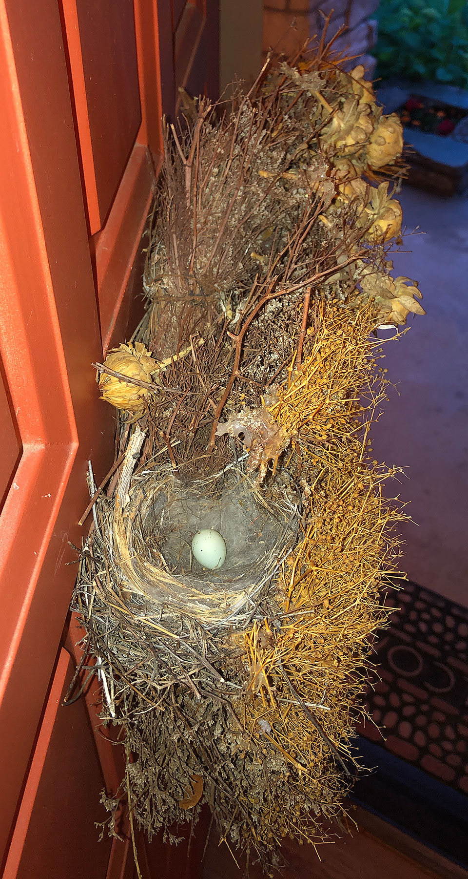house finch one egg