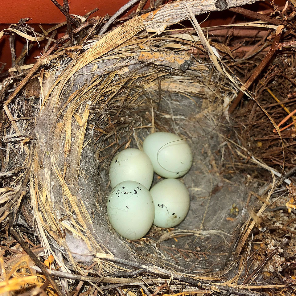 house finch 4 eggs