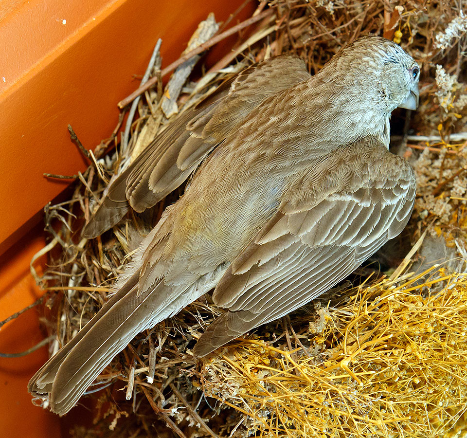 momma house finch closeup