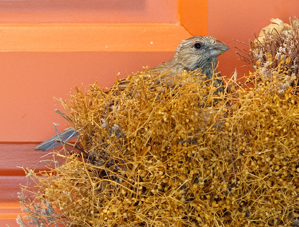 momma house finch nest from outside