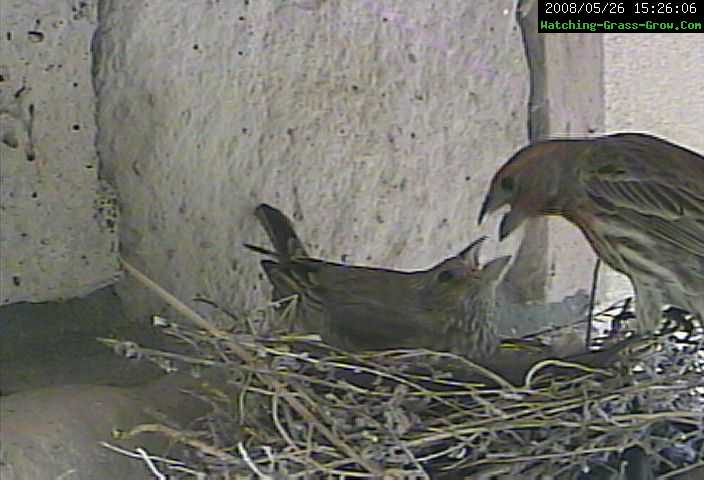 house finch feed 1