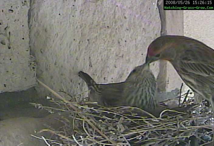 house finch feed 2