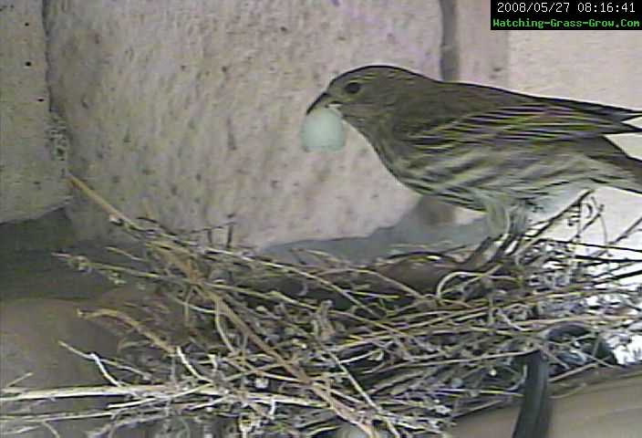 house finch egg 2