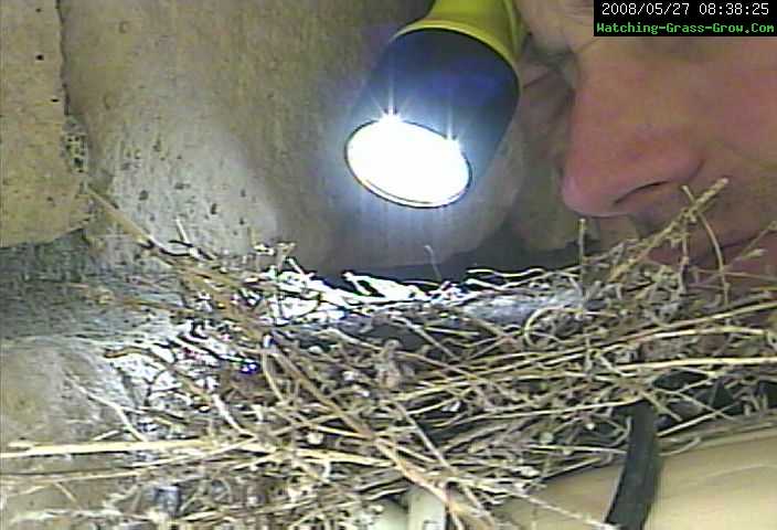 checking nest