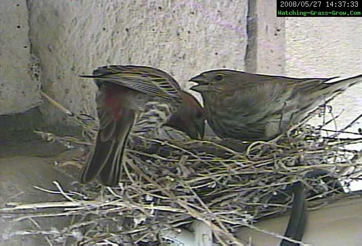 house finch both