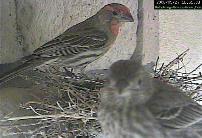 house finch both