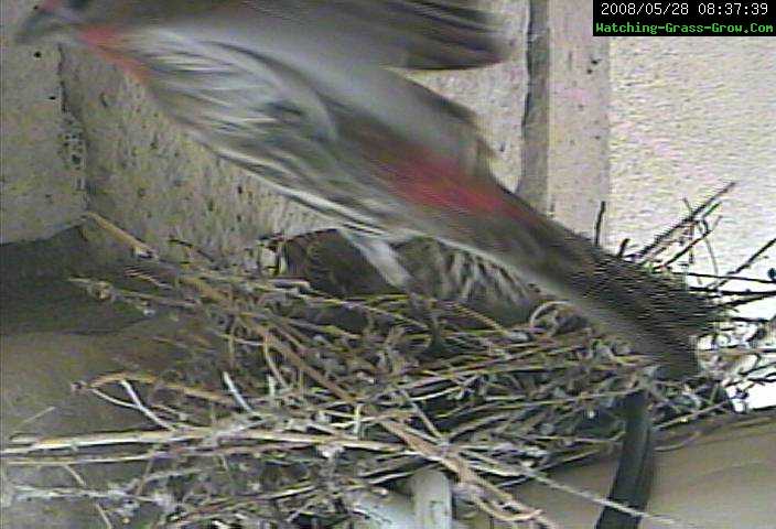 house finch both