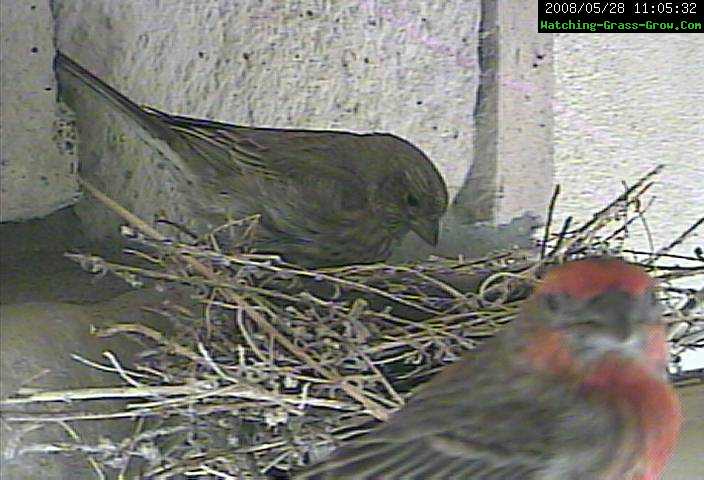 house finch both