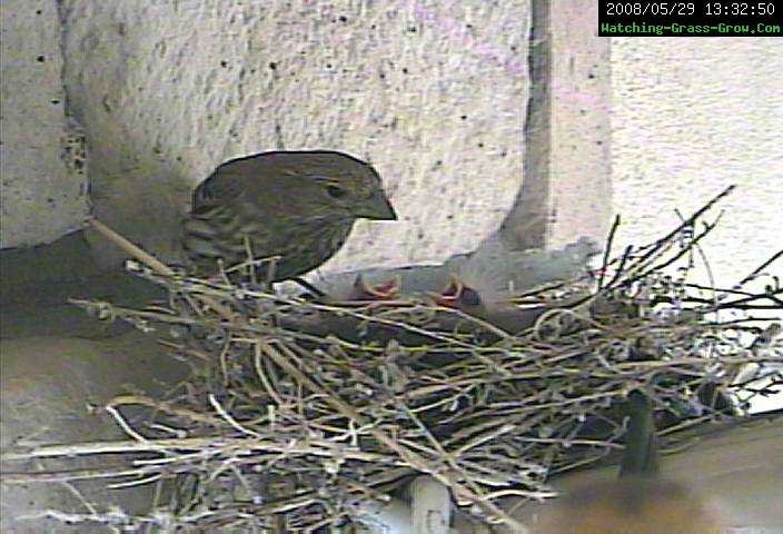 baby finches