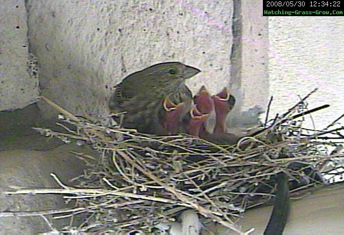 four hungry finches