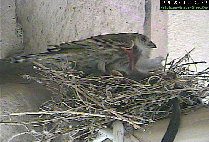 baby finch impatient