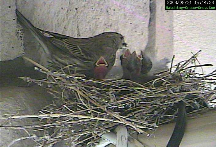 finch feed momma