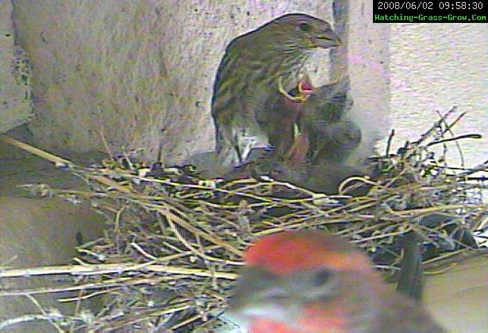 finch feeding 1