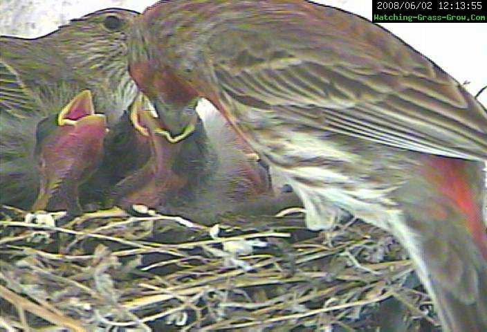 finch feeding 1