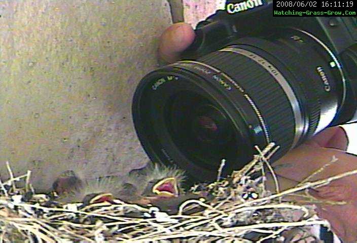 finch sleeping camera