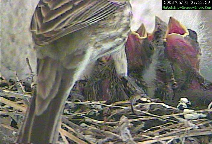 finch breakfast