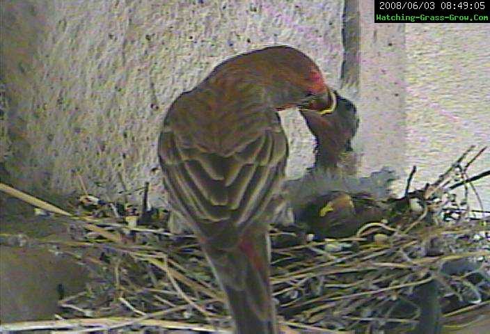 finch baby eating