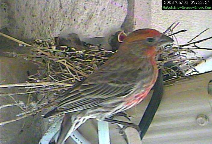 male finch