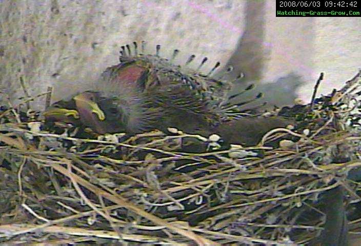 finch feathers