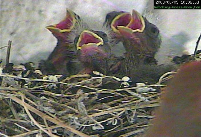 finch baby feeding