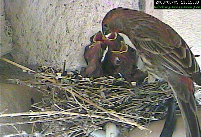 finch baby feeding