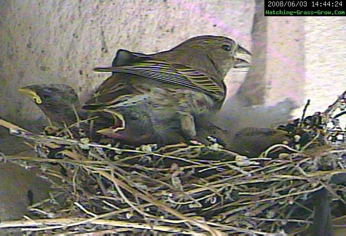 clean out finch nest