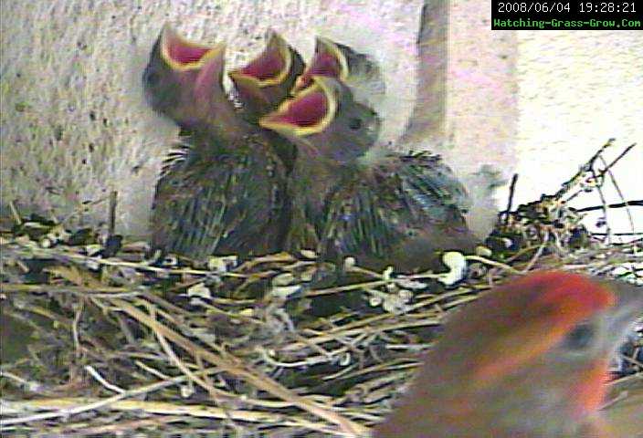 finch feeding