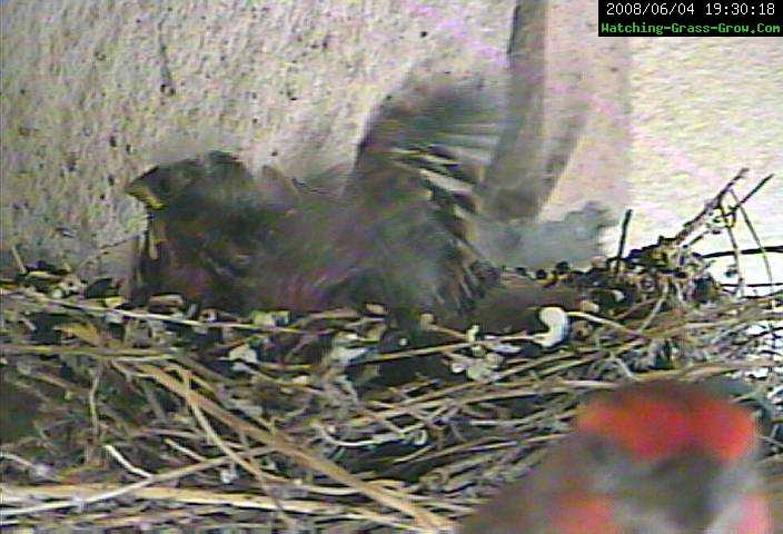 finch wings spread