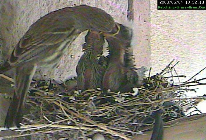 finch feeding 2a