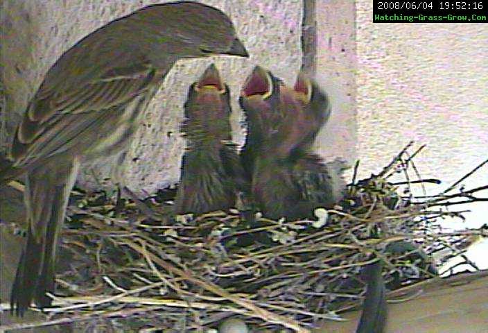 finch feeding 2b