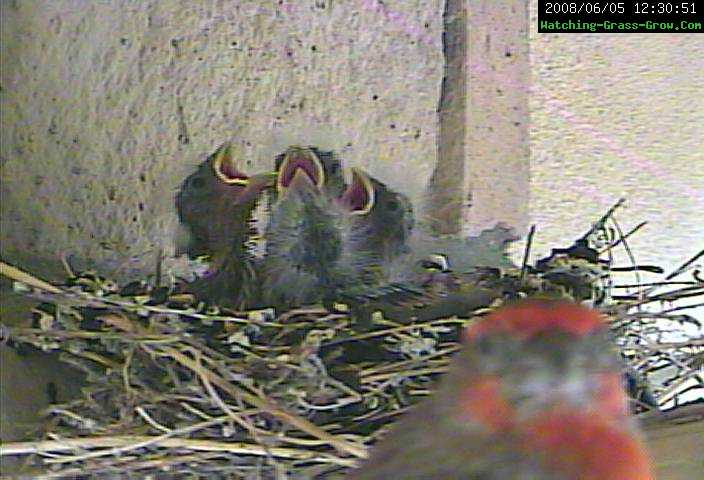 four finches 7 minutes