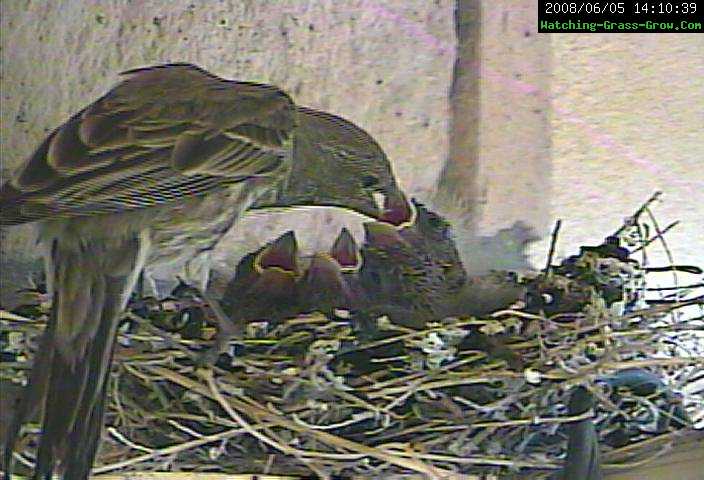 three finches