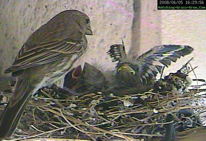 finch wing spread