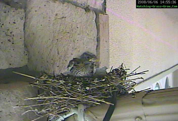 baby finch jump