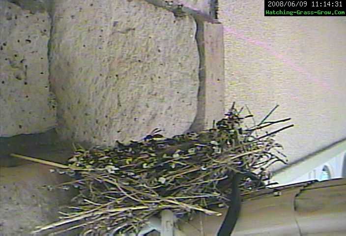 bee in finch nest