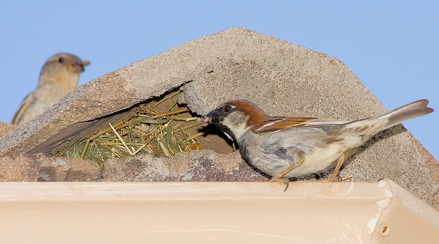 mom dad nest bird