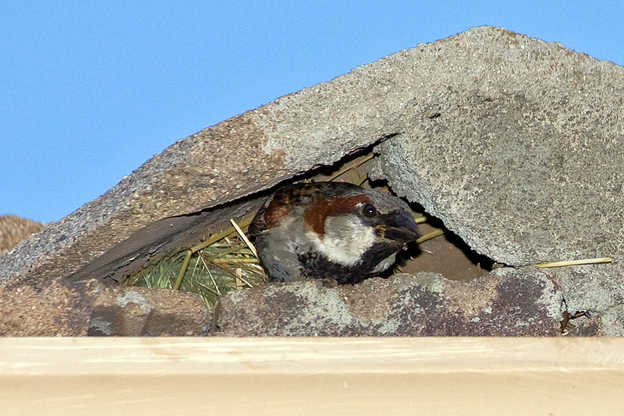 dad in nest